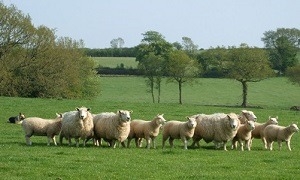 Farm Assurance